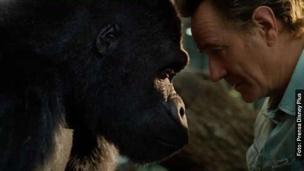  EL ÚNICO Y GRAN IVÁN. Un gorila muy especial.