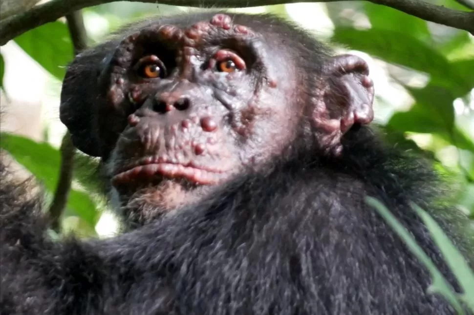 DUDAS. Los chimpancés no fueron contagiados por humanos. 