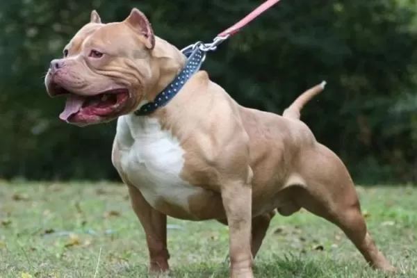Un pitbull atacó a cinco vecinos y un policía lo mató de un balazo