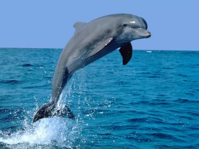 BAJO AMENAZA. Buscan extremar las medidas para preservar el delfín gris, del que no hay más de 30.000 ejemplares. 