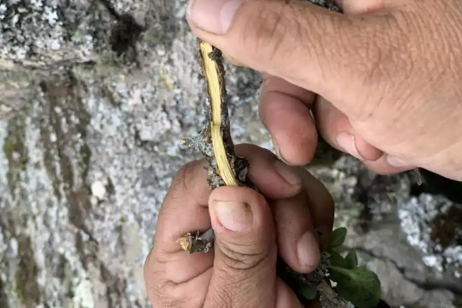 Liliana Pastrana, la guardiana de los colores del valle