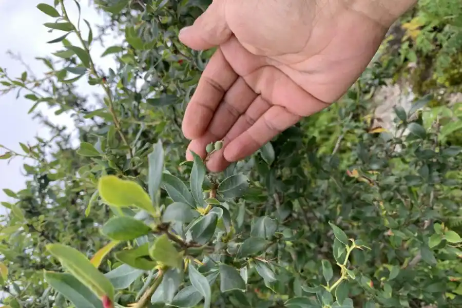 Liliana Pastrana, la guardiana de los colores del valle