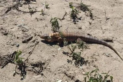 Rescatan un caraguay de una casa de San Miguel de Tucumán y lo liberan en Ticucho