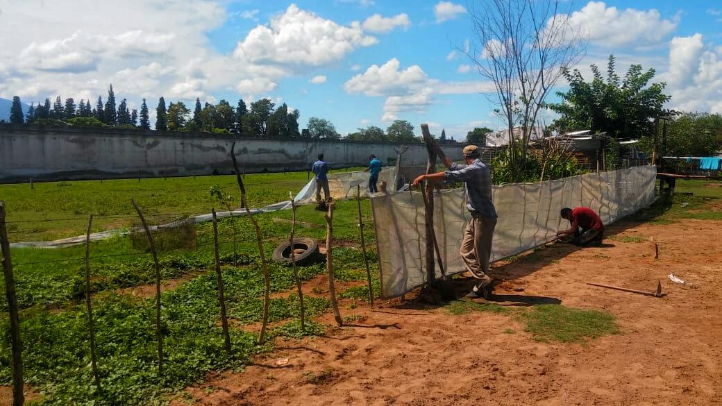 Internos del penal de Villa Urquiza siembran hortalizas y crían cerdos