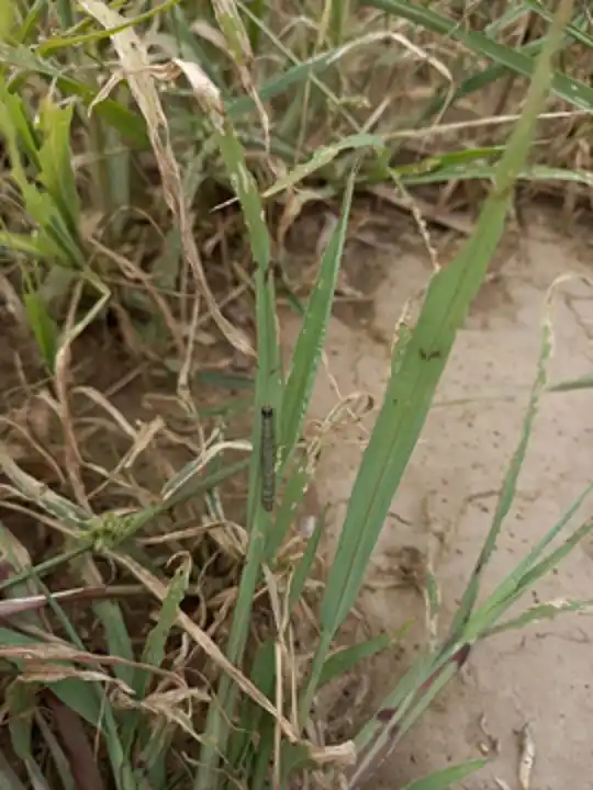 Se detectó el “Gusano cogollero” en caña de azúcar