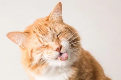 Catnip: la “droga” que vuelve locos a los felinos