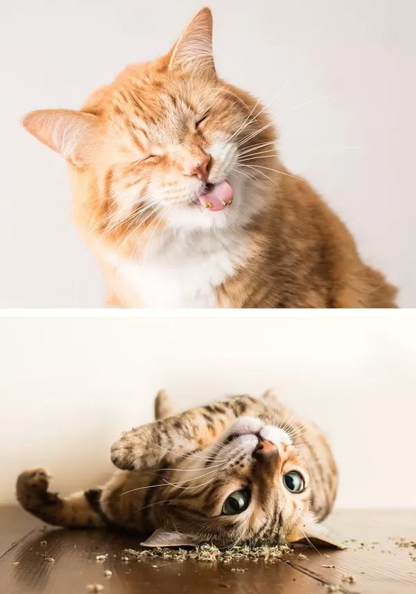 Catnip: la “droga” que vuelve locos a los felinos