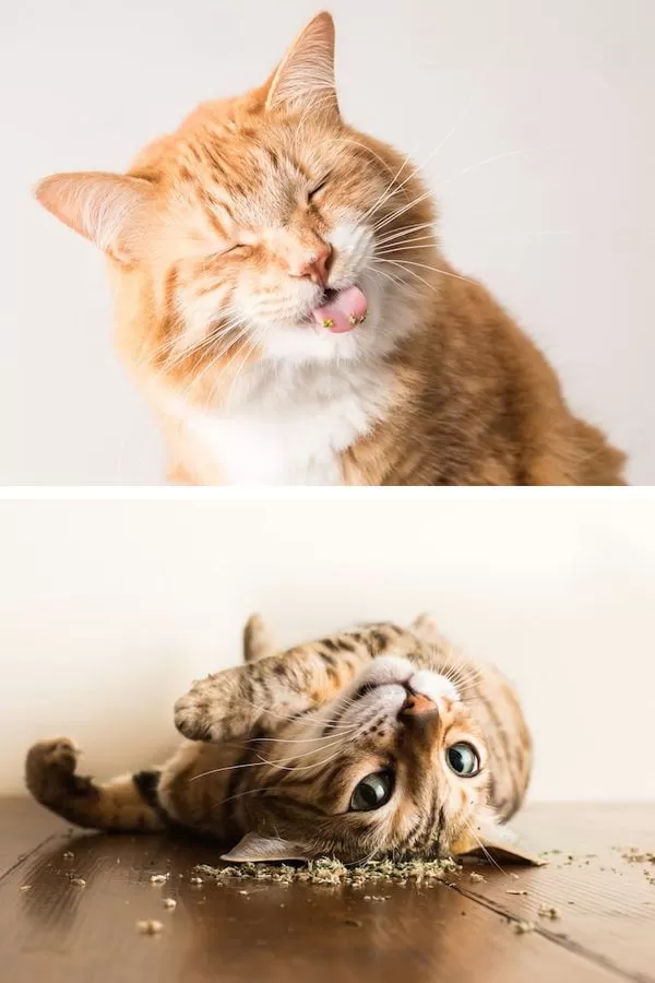 ESTIMULANTE. El catnip y hierba gatera se venden en las veterinarias tucumanas. Cuestan entre $ 200 y $ 600. 