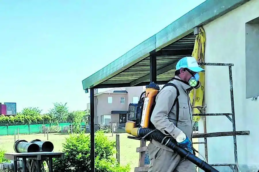 Dengue en Tucumán: no hay epidemia, pero hay más cantidad de mosquitos