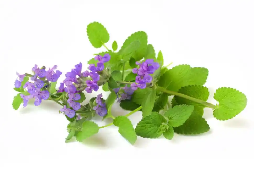 Catnip: la “droga” que vuelve locos a los felinos