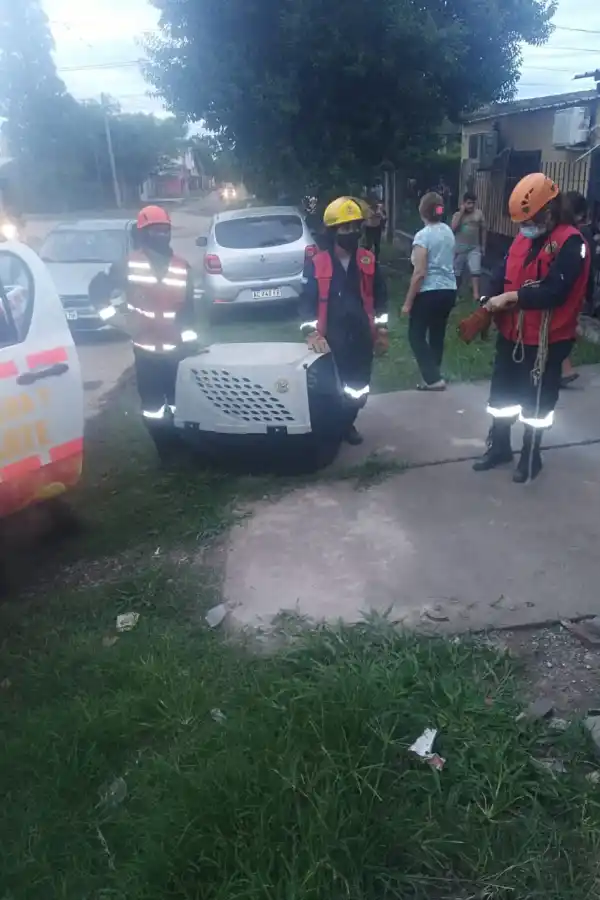 Increíble: tuvieron que rescatar a una mona que estaba en el techo de una casa