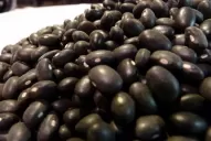 La siembra de porotos viene con buenas expectativas