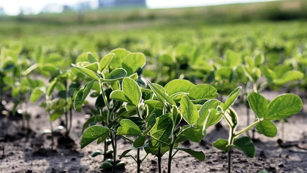 BENEFICIO. Las plantas de soja en la provincia muestra un mejor crecimiento y desarrollo después de las lluvias que se dieron a fines de enero. telam