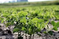 Las últimas lluvias trajeron alivio a los productores de granos de la región