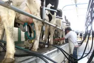 Tamberos insisten en que el precio de la leche debe subir