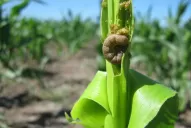 Las condiciones climáticas y de suelo fueron las óptimas para el maíz