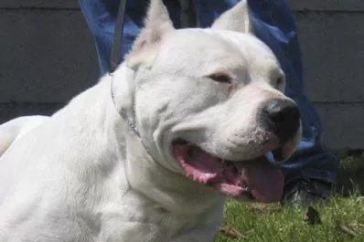 Mendoza: un dogo mató a una nena de un año mientras jugaba en el patio de su casa