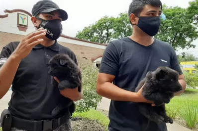 Campero donó dos cachorros de perro a la Guardia Urbana de Yerba Buena