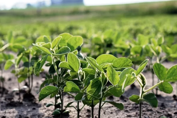 Las últimas lluvias trajeron alivio a los productores de granos de la región
