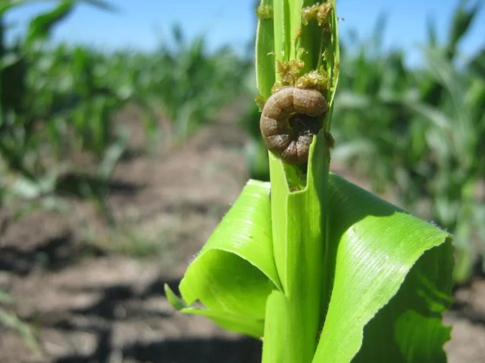 TECNOLOGIA. Los maíces que no tiene protección de genes presentan un alto ataque de gusanos que perjudican el follaje y por ende su rendimiento final.  