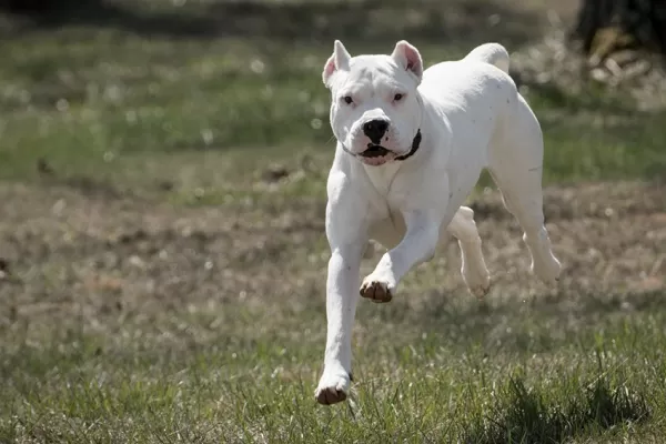 Una beba murió tras ser atacada por un dogo