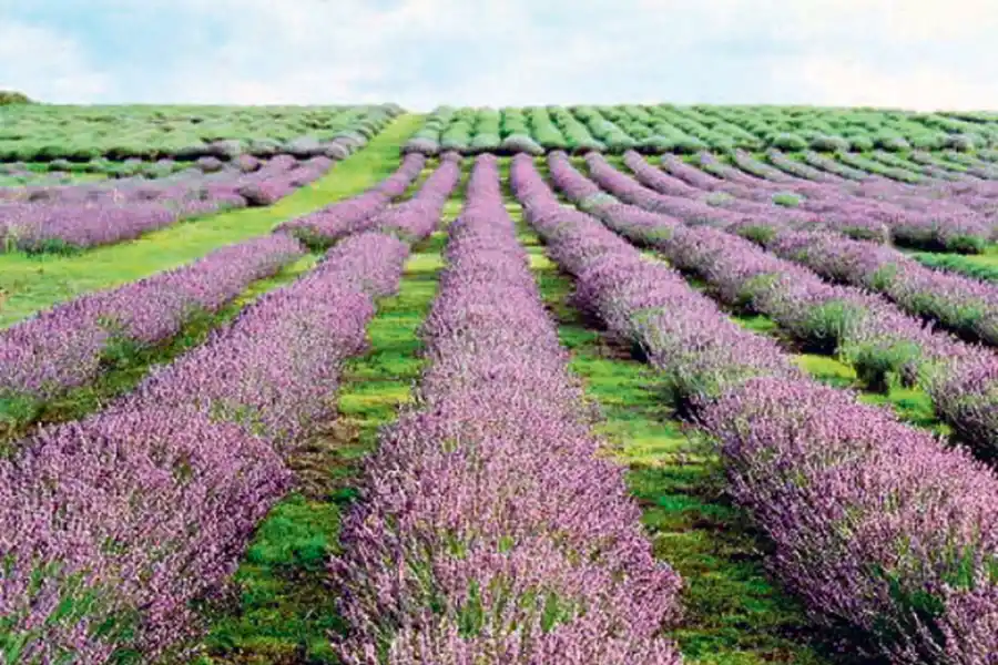 Siete alternativas para aprovechar un carnaval diferente 