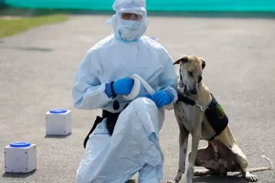 India entrena perros para detectar casos de covid-19 en los aeropuertos