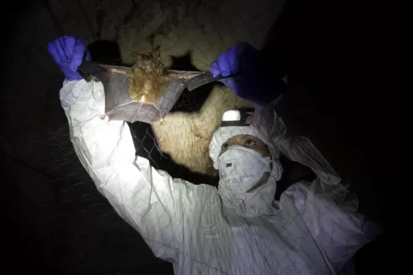 Hallaron murciélagos con un nuevo tipo de coronavirus dentro de una cueva