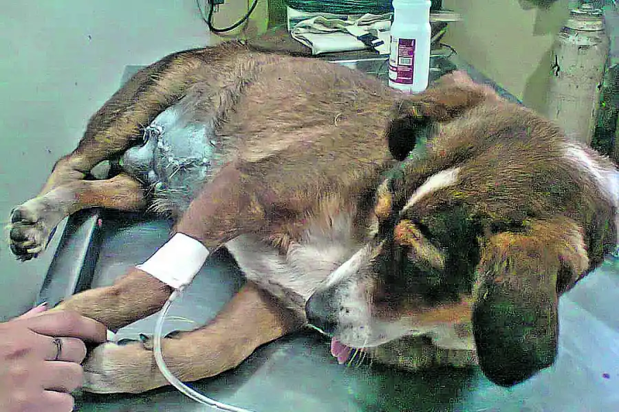 Impulsan la castración de perros y gatos para controlar su proliferación