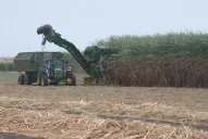 Cómo está la caña de azúcar, tras haber atravesado un período de quema y sequía