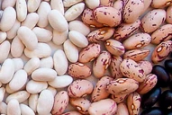 Las legumbres tienen un papel fundamental