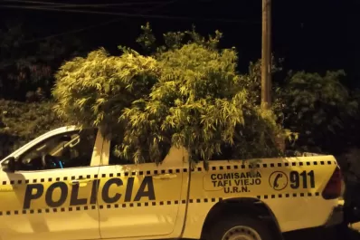 Tafí Viejo: investigaban un robo, pero encontraron 17 plantas de marihuana