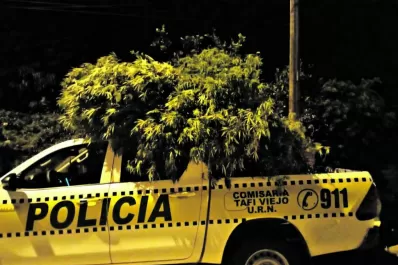 Incautaron 22 plantas de marihuana en Tafí Viejo