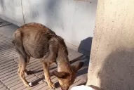 Abandonados, maltratados y desnutridos: preocupa la situación de los animales callejeros
