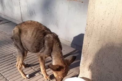 Abandonados, maltratados y desnutridos: preocupa la situación de los animales callejeros