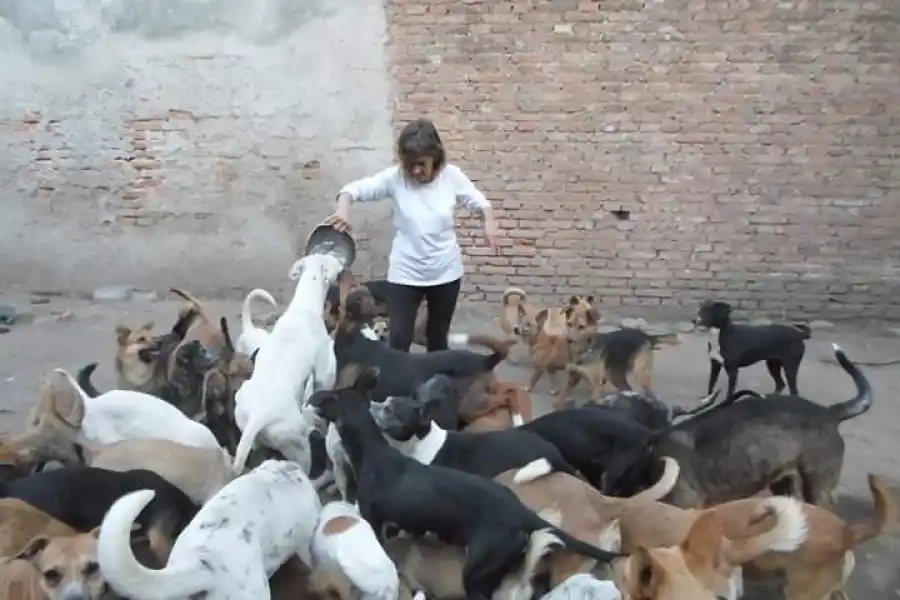 Abandonados, maltratados y desnutridos: preocupa la situación de los animales callejeros