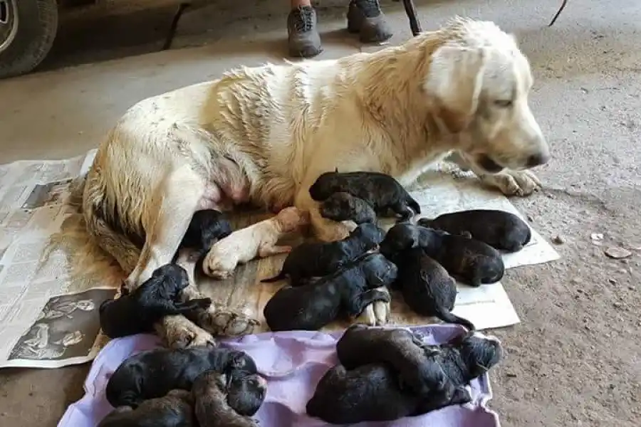 Abandonados, maltratados y desnutridos: preocupa la situación de los animales callejeros