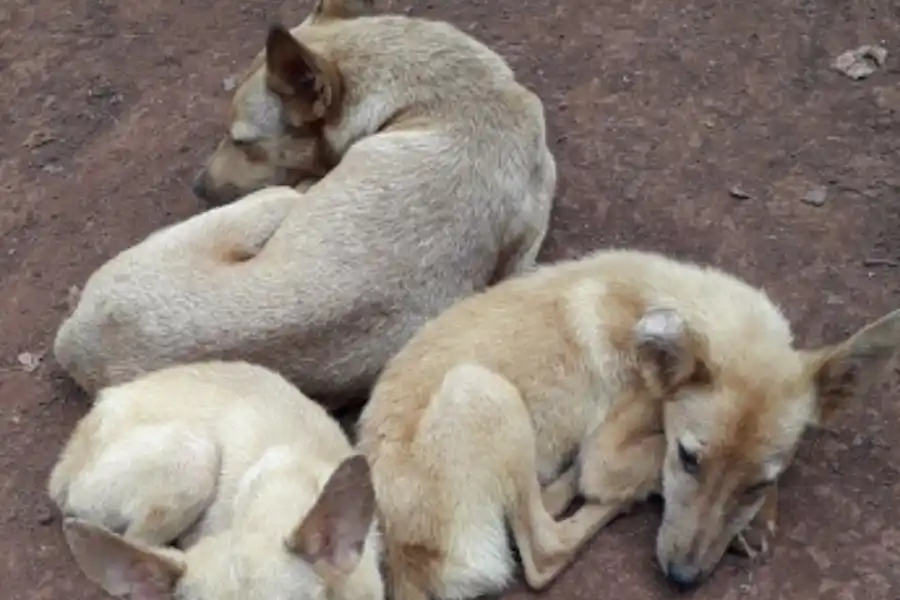 Abandonados, maltratados y desnutridos: preocupa la situación de los animales callejeros