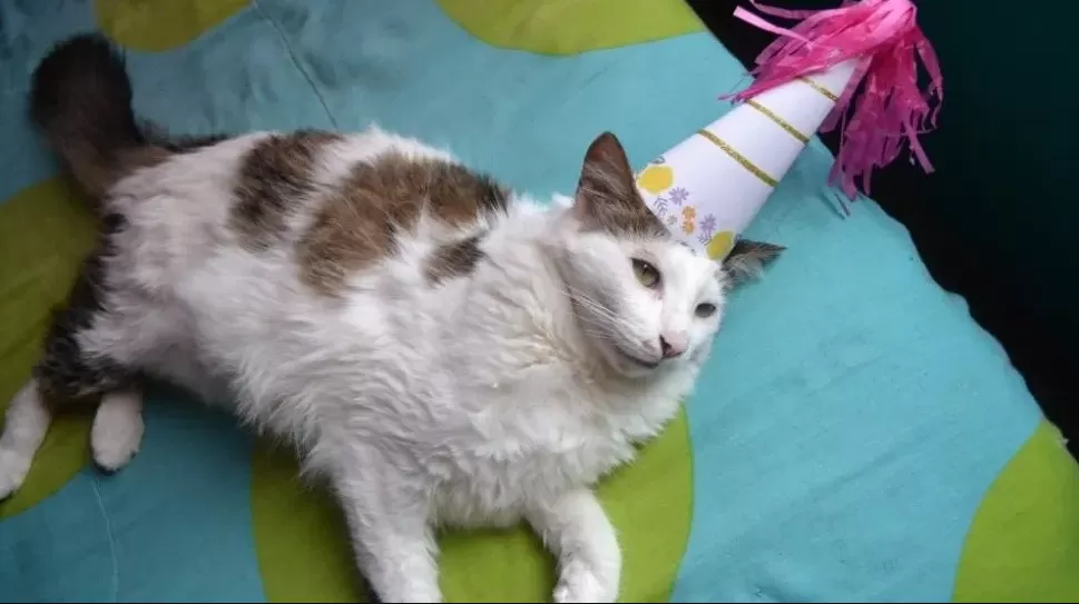 Chile: 15 personas se contagiaron de covid-19 por festejarle el cumpleaños al gato