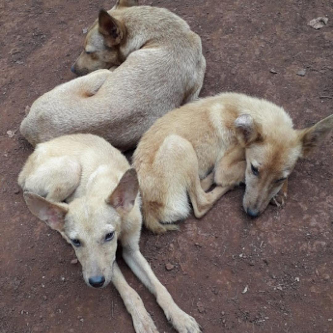 Abandonados, maltratados y desnutridos: preocupa la situación de los animales callejeros