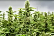 Argentina y Brasil acordaron impulsar la producción y comercialización del cannabis