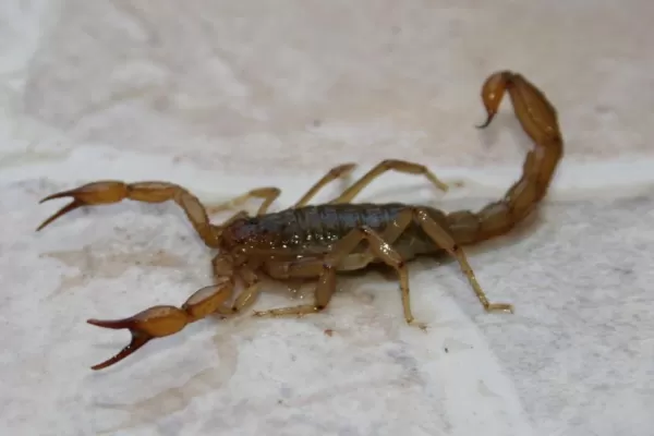 Conocé qué hacer si te pica un animal ponzoñoso