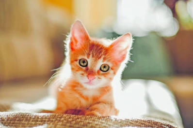 Historias de rescate y de amor incondicional entre los gatos y sus dueños