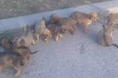 Tiene a su cuidado casi 90 perros y celebra la ley de castración masiva