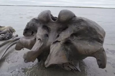 Recuperan el ADN hasta ahora más antiguo del mundo