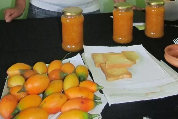 Por qué en Tafí Viejo recomiendan consumir chilto