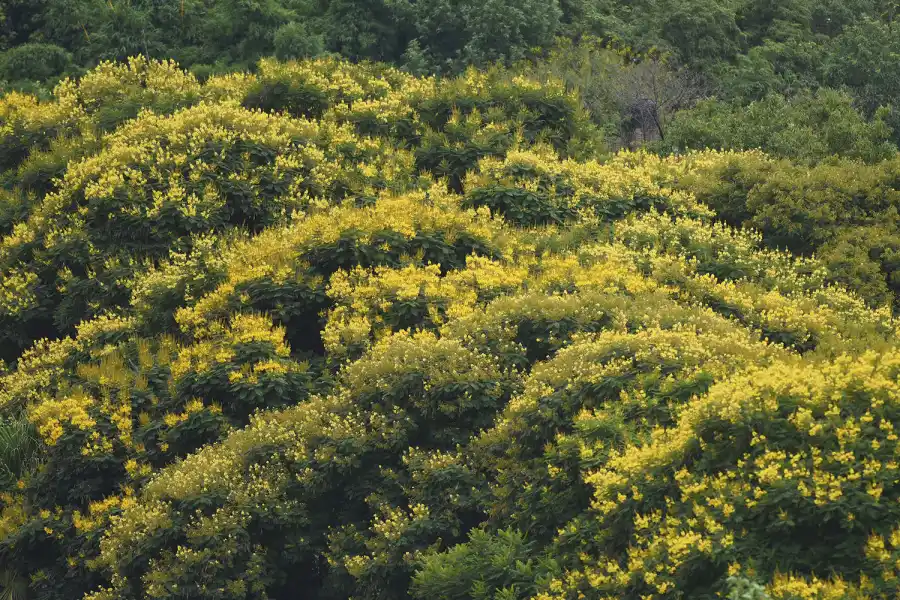 ÁRBOL DE GRAN TAMAÑO. Una sucesión de varios ejemplares hace que su copa globosa se luzca.  