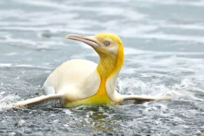 Logran fotografiar por primera vez a un pingüino amarillo