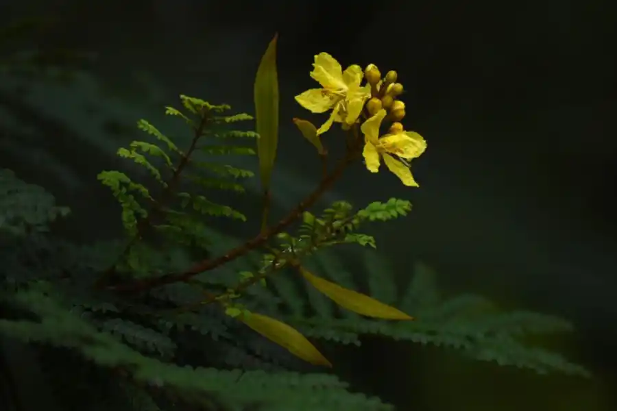 FLOR. La floración se da desde fines de diciembre hasta mediados de marzo.