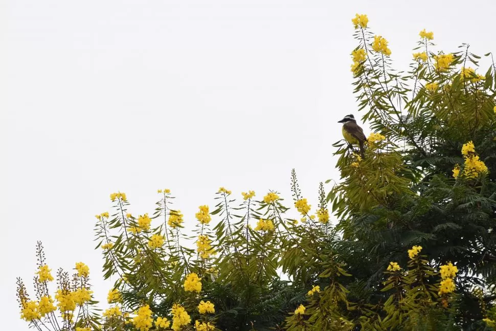 QUETUPÍ. El ave más representativa de los tucumanos se posa sobre la copa de un Ibirá pitá.